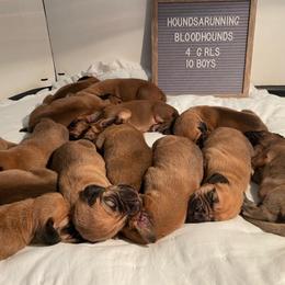 Male 1 - Red male Bloodhound puppy in Paoli, Indiana from Houndsarunning Bloodhounds