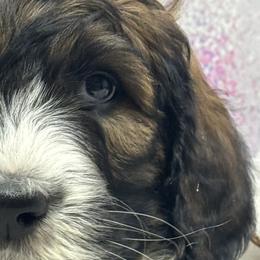 Bernedoodles, Poodles, and Sheepadoodles from TLC by the Lake Standard Poodle and Doodles