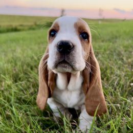 PG5 - Red and white female Basset Hound puppy in Britton, South Dakota from K&S Canines