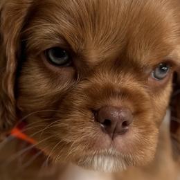 Cavalier King Charles Spaniels, Cavapoos, and Goldendoodles from By Design Doodles