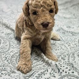 Dijon - Apricot male Poodle puppy in Chandler, Arizona from Fabi Poodle