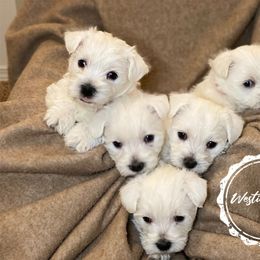 Shihpoo, Shih Tzu, and West Highland White Terrier Puppies from Westie Way & Polly Tzu Shih tzu and more