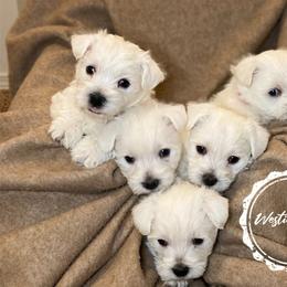 Shihpoo, Shih Tzu, and West Highland White Terrier Puppies from Westie Way & Polly Tzu Shih tzu and more