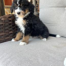 Arlo - Tri-color male Bernedoodle puppy in Holtwood, Pennsylvania from Country Ridge Puppies