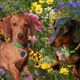 Dachshund Puppies from I DREAM OF DOGS