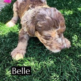 Belle - Brown merle female Aussiedoodle puppy in Bakersfield, California from Annie's Aussies