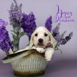 Dachshund Puppies from Legacy Lane Dachshunds
