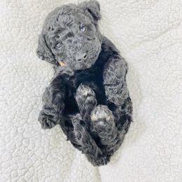 Poodle Puppies from Agape Standard Poodles