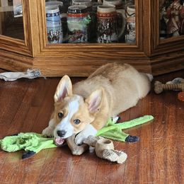 Rosie - Pembroke Welsh Corgi