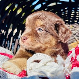 Cinnamon - Miniature Australian Shepherd puppy from Sun & Moon Aussies