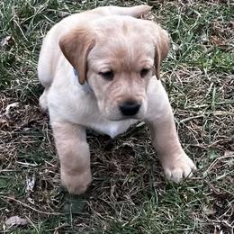 Tuffy - Yellow male Labrador Retriever puppy in Princess Anne, Maryland from Little Farm