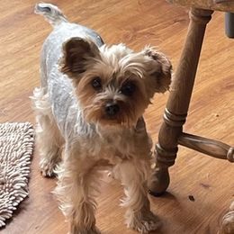 Morkies and Yorkshire Terriers from Lisa’s Little Yorkies