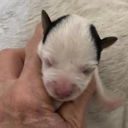 Ariel - Black and white female Jack Russell Terrier puppy in Melbourne, Florida from Rustling Oaks Jack Russell Terrier’s