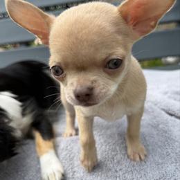 Luna - Fawn female Chihuahua puppy in Amity, Pennsylvania from Rhoda and Verna