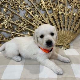 Penelope (Maggie) - Light golden female Golden Retriever puppy in Conroe, Texas from Tails of Cypress