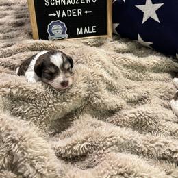 Vader - Parti male Miniature Schnauzer puppy in Littleton, Colorado from Wahl 2 Wahl Schnauzers