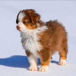 Katmai - Red tri-color female Australian Shepherd puppy in Appomattox, Virginia from Danell Australian Shepherd