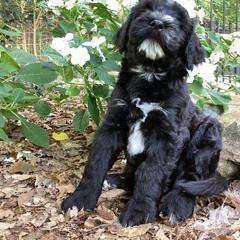 Whoodle Puppies from RockyRiverDoodles