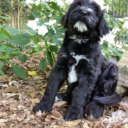 Whoodle Puppies from RockyRiverDoodles