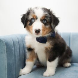 S'more - Blue merle male Miniature American Shepherd puppy in Elmwood Park, Illinois from HuskiesAndGoldensWithFinesse
