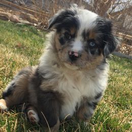 Miniature Australian Shepherd Puppies from ME Kennels