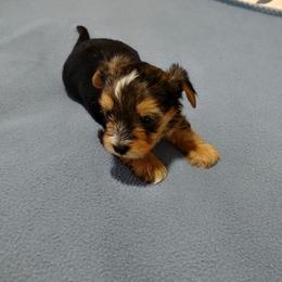 Yorkshire Terrier Puppies from Yorkie Tales