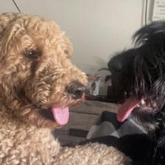 Saint Berdoodles from Sophie’s Saints