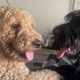 Saint Berdoodles from Sophie’s Saints