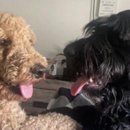 Saint Berdoodles from Sophie’s Saints
