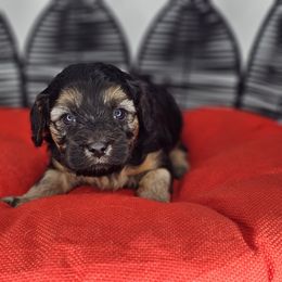 Miss Pink - Black and white female Cavapoo puppy in Georgetown, Texas from Mc Doodles of Texas LLC