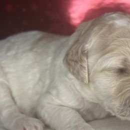 Macadamia Nuts and Cheesecake - Goldendoodle puppy in Charlotte, North Carolina from Ben and Jerry Doodles