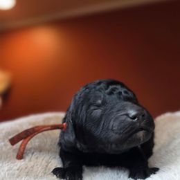 Prime - Black male Poodle puppy in Springfield, Oregon from Valaurah Farms