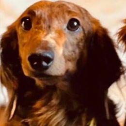 Grizzly - Dachshund