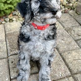 Goldendoodle Puppies from Ohio Down Home Doodles