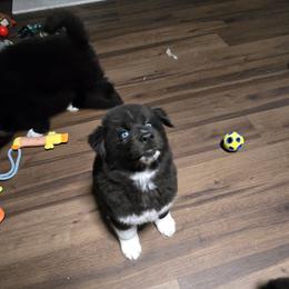 Toulouse - Black male Siberian Husky puppy in Richlands, North Carolina from Velaris Huskies