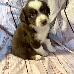Santa - Red tri male Miniature Australian Shepherd puppy in Port Saint Lucie, Florida from Charlene Brannon's Mini Australian Shepherds