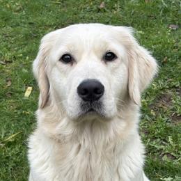 Lucy - Golden Retriever