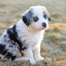 Australian Shepherd and Miniature Australian Shepherd Puppies from Black Hills Aussies