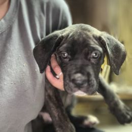 Dark Blue Collar - Chestnut brindle male Cane Corso puppy in Niota, Tennessee from DTM Cane Corso