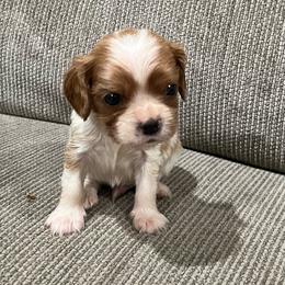 TBA - Blenheim male Cavalier King Charles Spaniel puppy in Pearl River, New York from Cooltomin Cavaliers