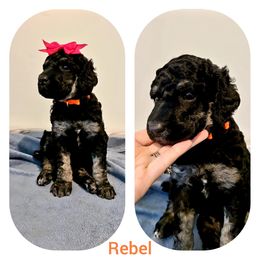 Poodle Puppies from Paw Print Poodles