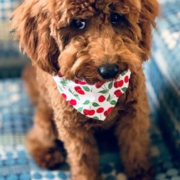 Goldendoodle Puppies from Frannie's Goldendoodle Puppies