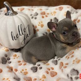 French Bulldog Puppies from Ballen Bulldogs