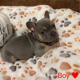 French Bulldog Puppies from Ballen Bulldogs