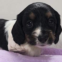 Lavender - Piebald female Dachshund puppy in Ridge, New York from Tracy's Puppy Club