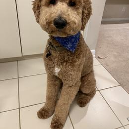 Goldendoodle Puppies from Hannah Mae Doodles