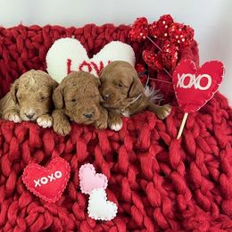 Goldendoodle Puppies from Maryland Designer Doodles