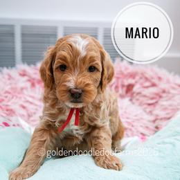 Mario - Apricot male Golden Aussiedoodle puppy in Hyrum, Utah from Goldendoodledoo Farms