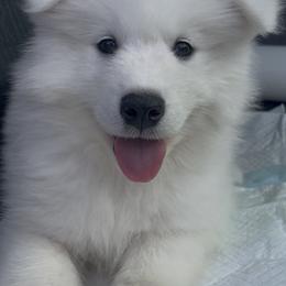 Samoyed Puppies from Sugar Sweet Samoyeds