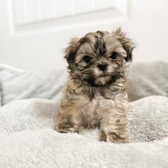 Mal-Shi and Maltese Puppies from Petite Pawz